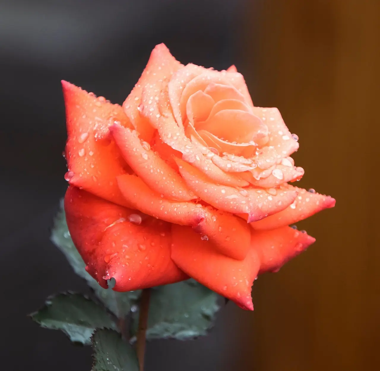 Orange rose med vanddråber