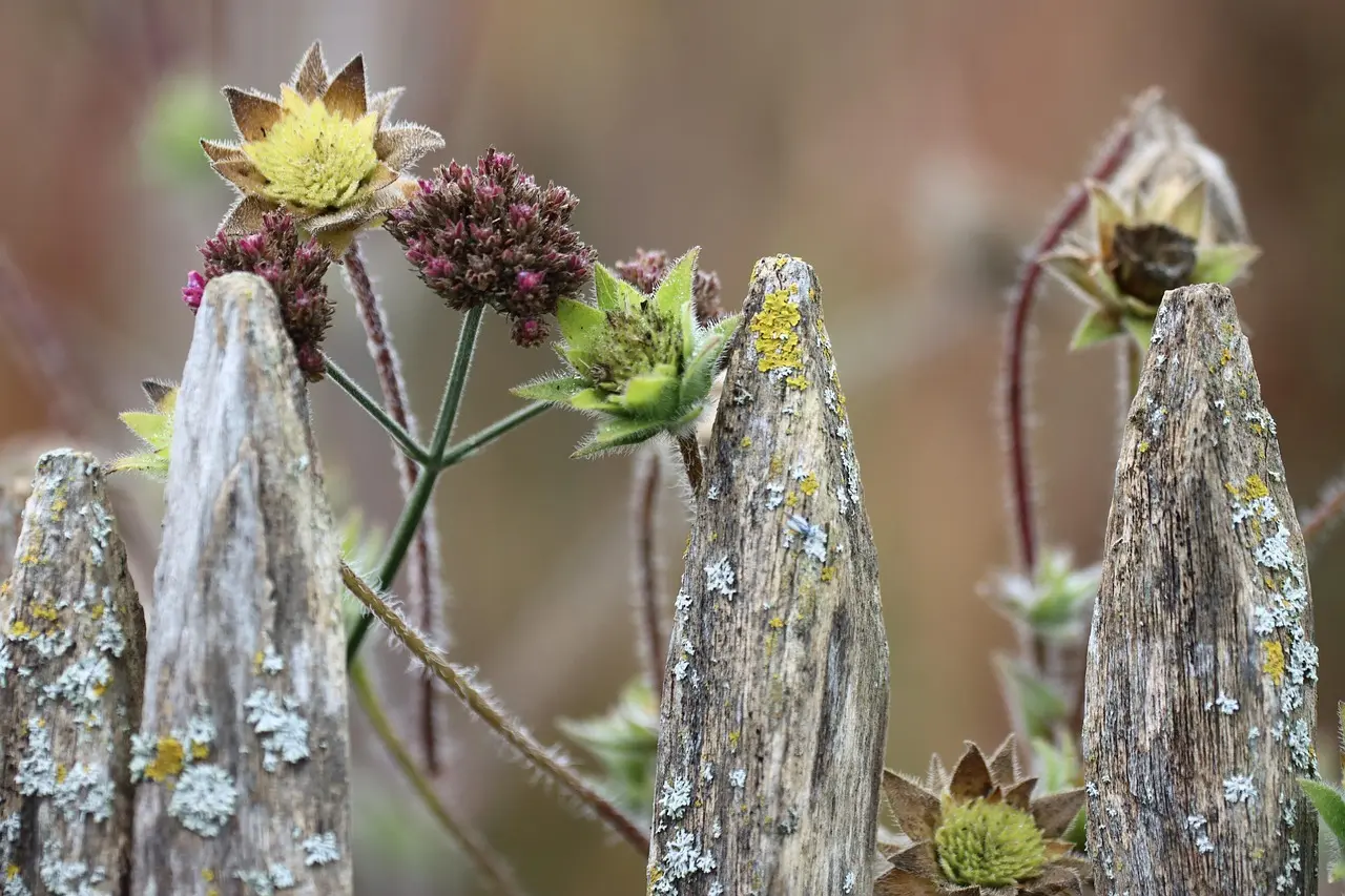 Små blomster ved et vejrslidt træhegn
